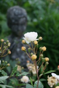 SONY DSC