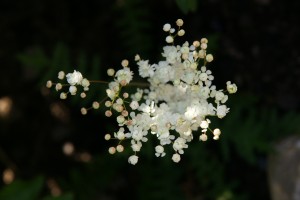 SONY DSC