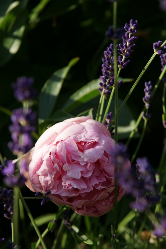 Rosa pion i sällskap av lavendel